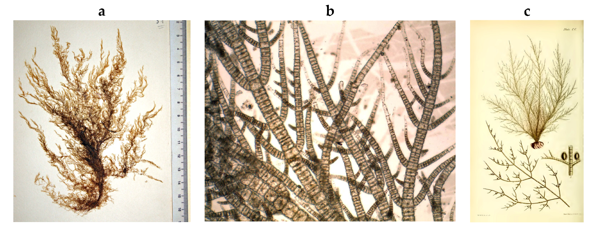 Encyclopedia 05 00176 g046