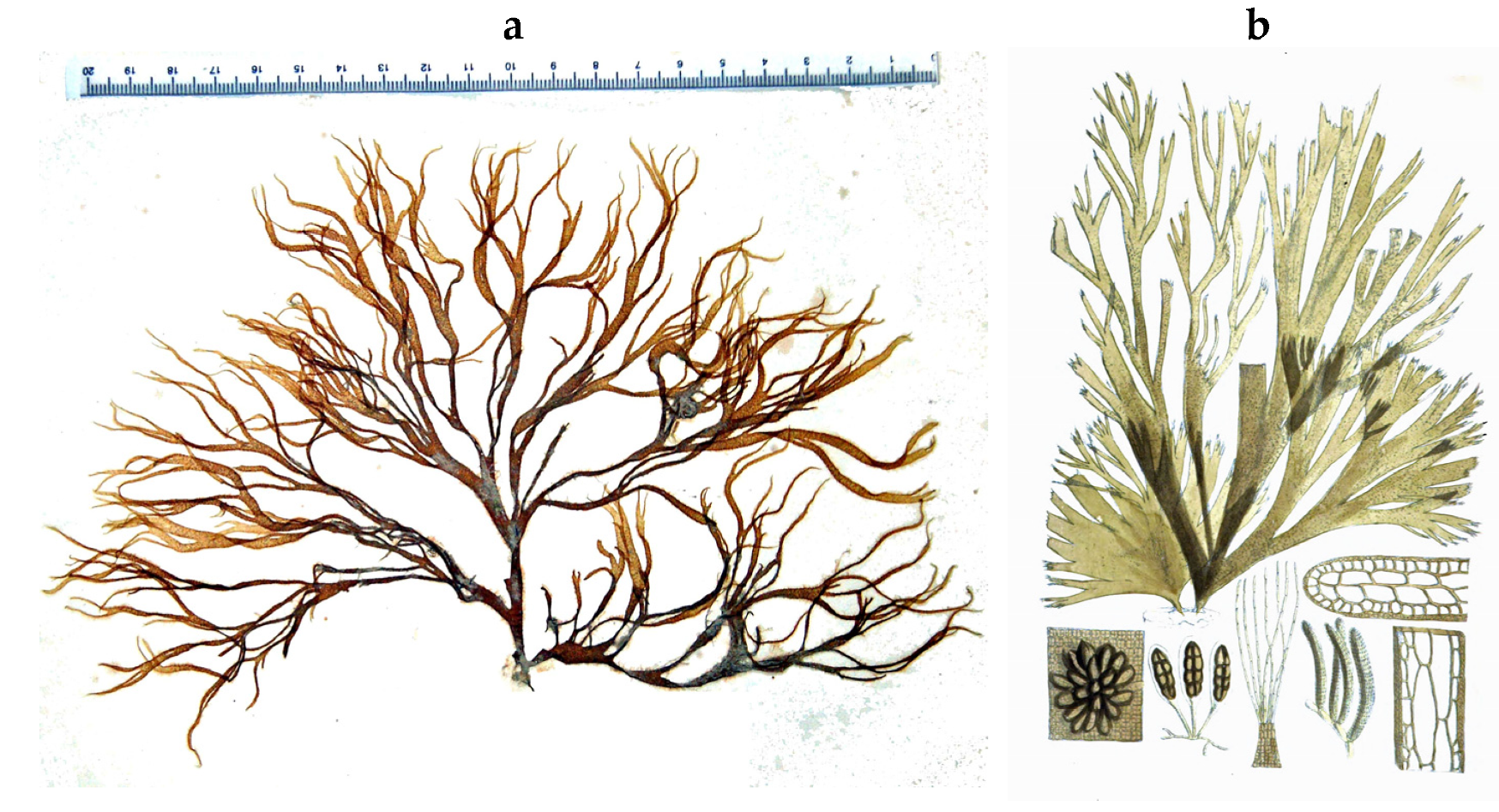 Encyclopedia 05 00176 g049