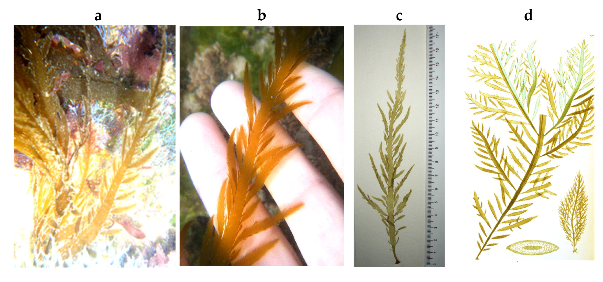 Encyclopedia 05 00176 g050