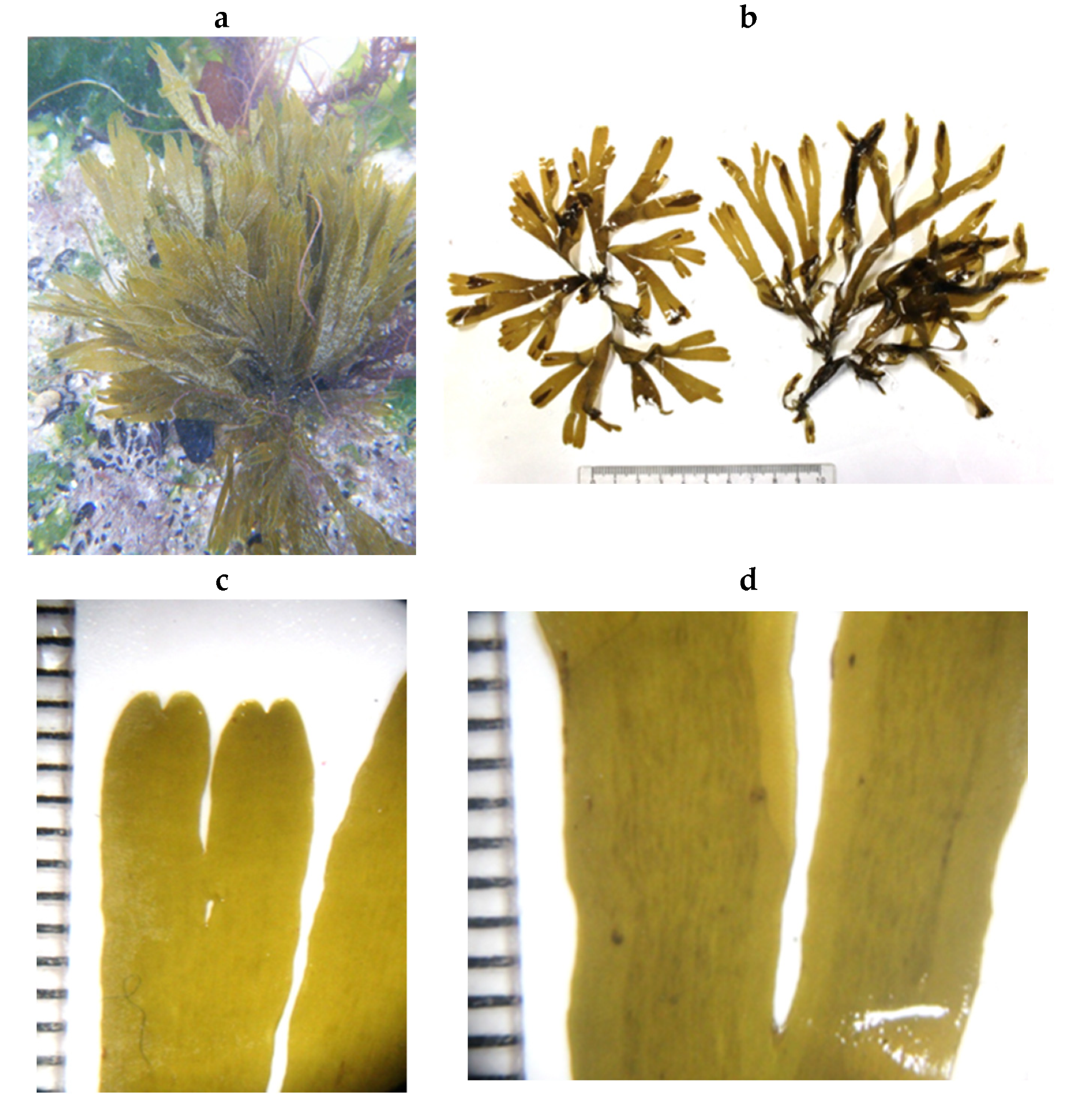 Encyclopedia 05 00176 g052