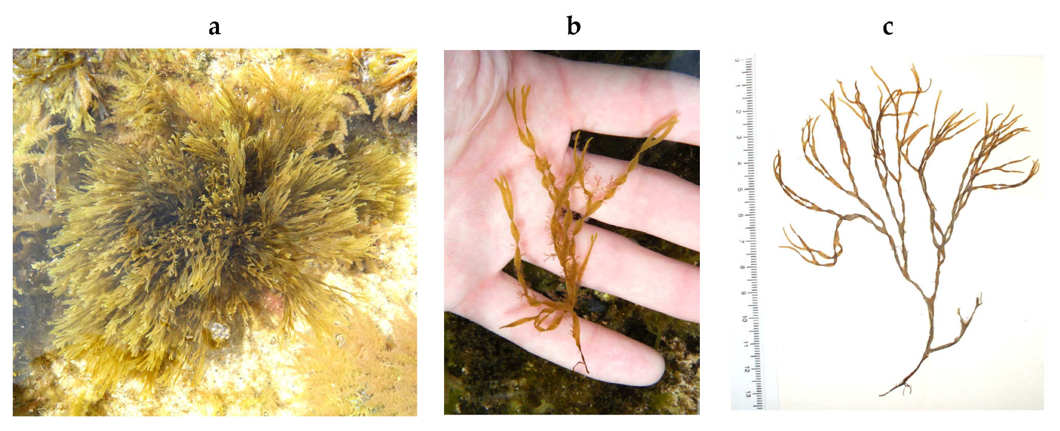 Encyclopedia 05 00176 g053