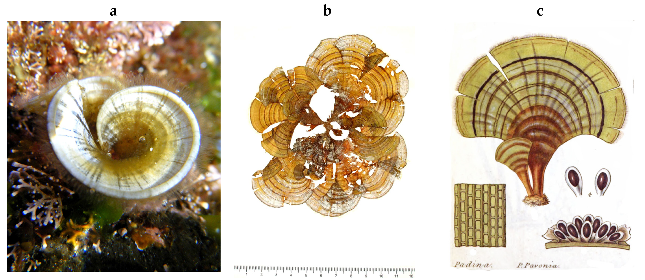 Encyclopedia 05 00176 g054