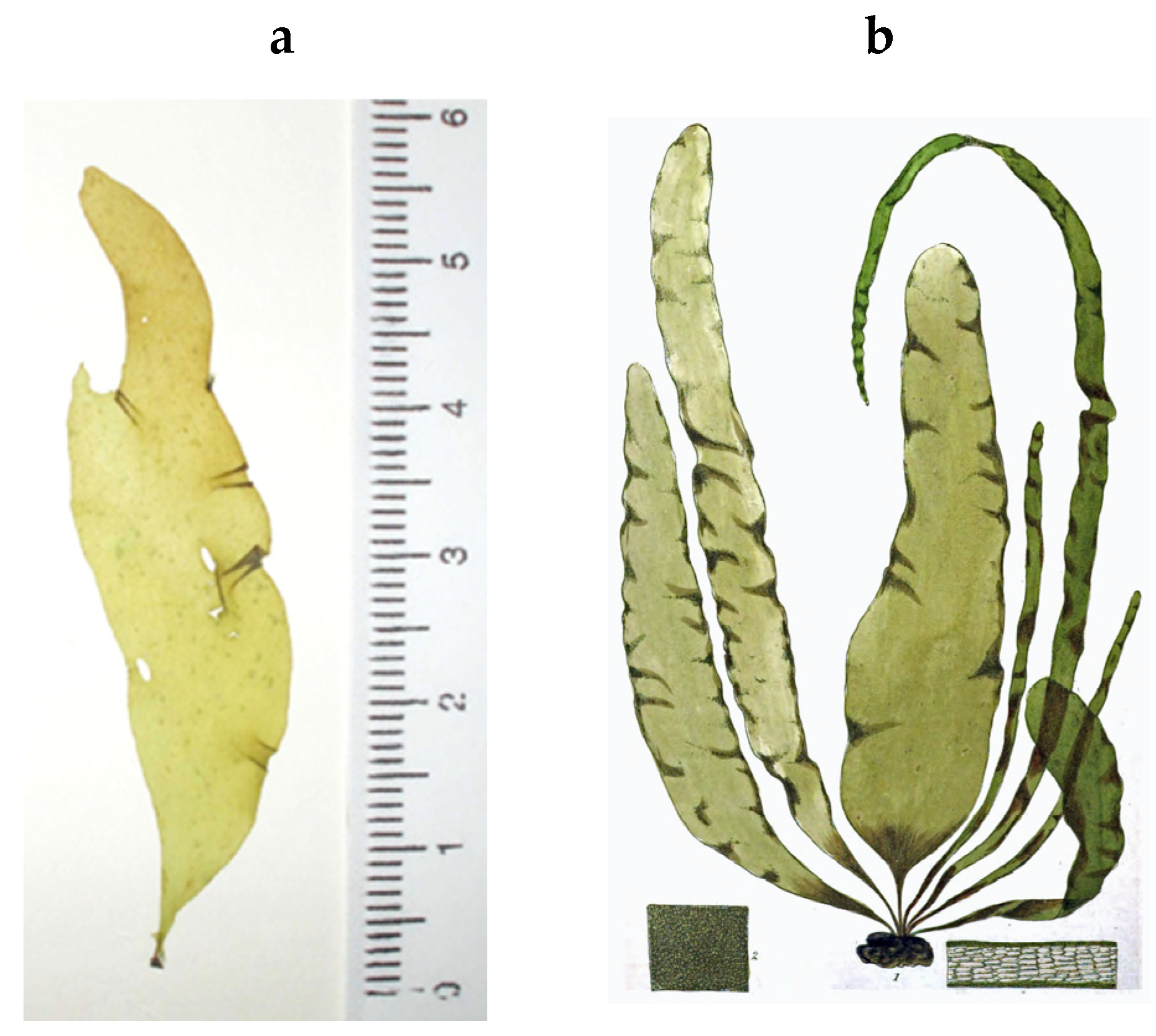 Encyclopedia 05 00176 g055