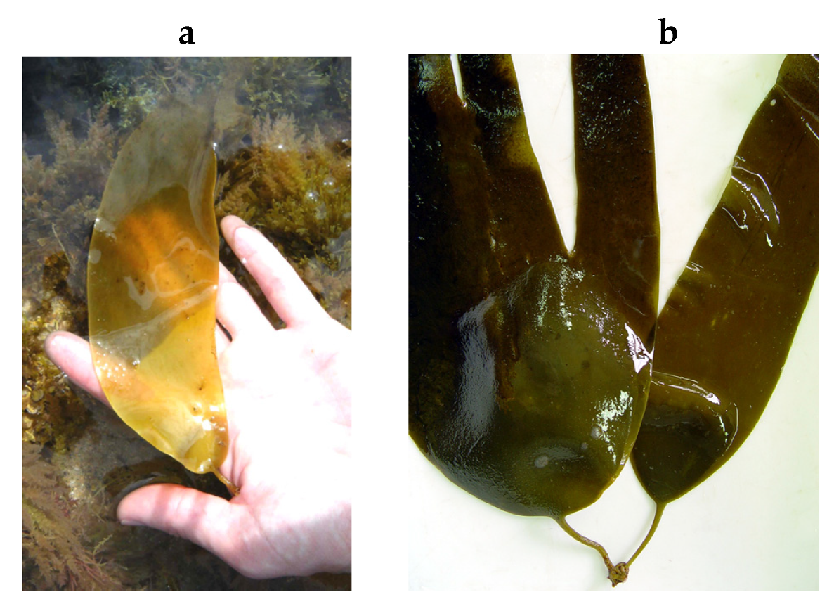 Encyclopedia 05 00176 g056