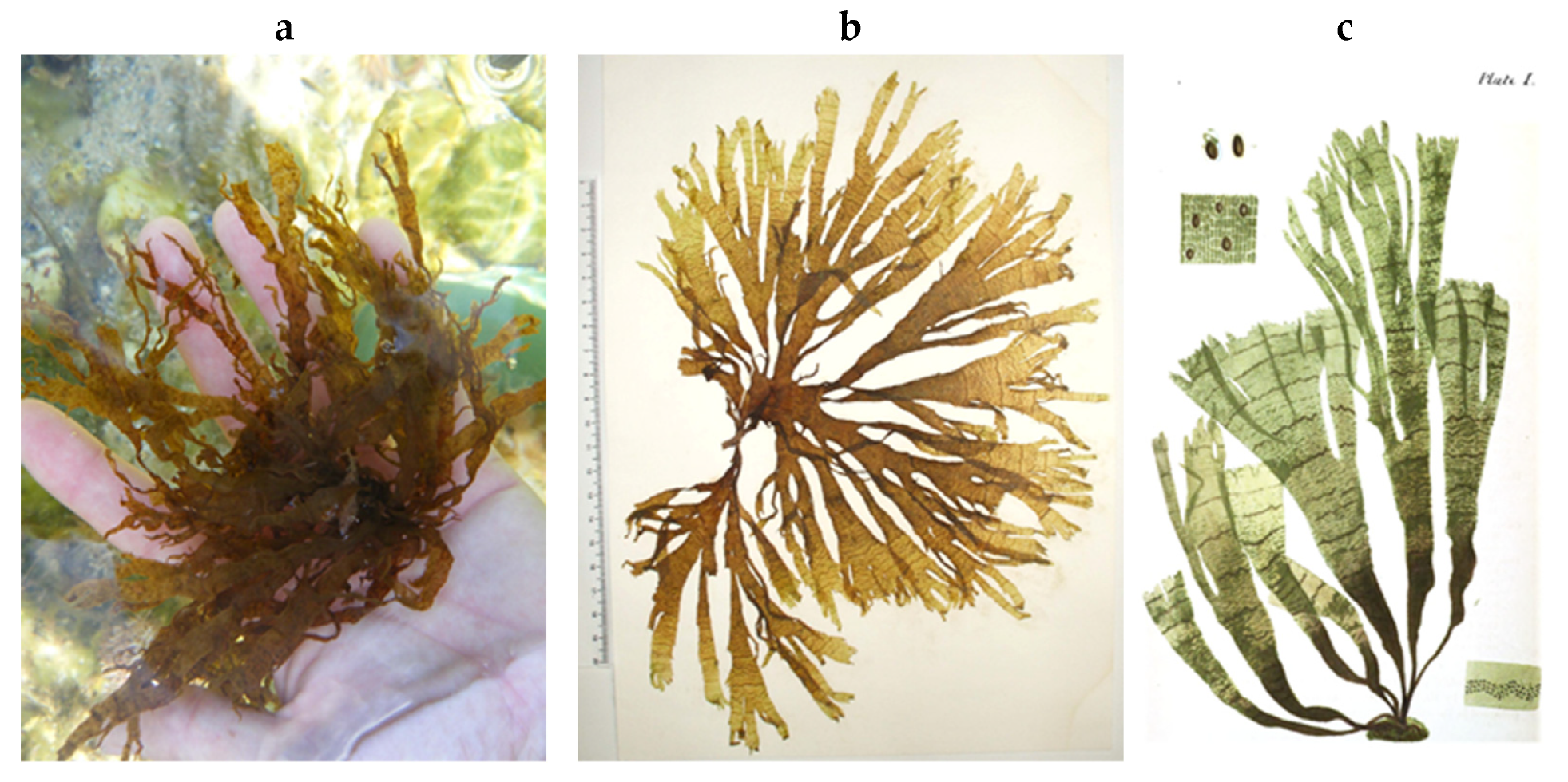 Encyclopedia 05 00176 g057