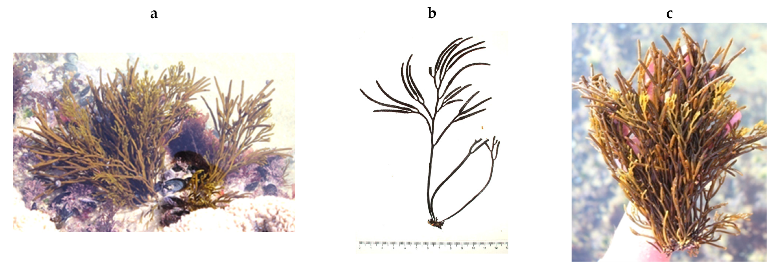 Encyclopedia 05 00176 g058