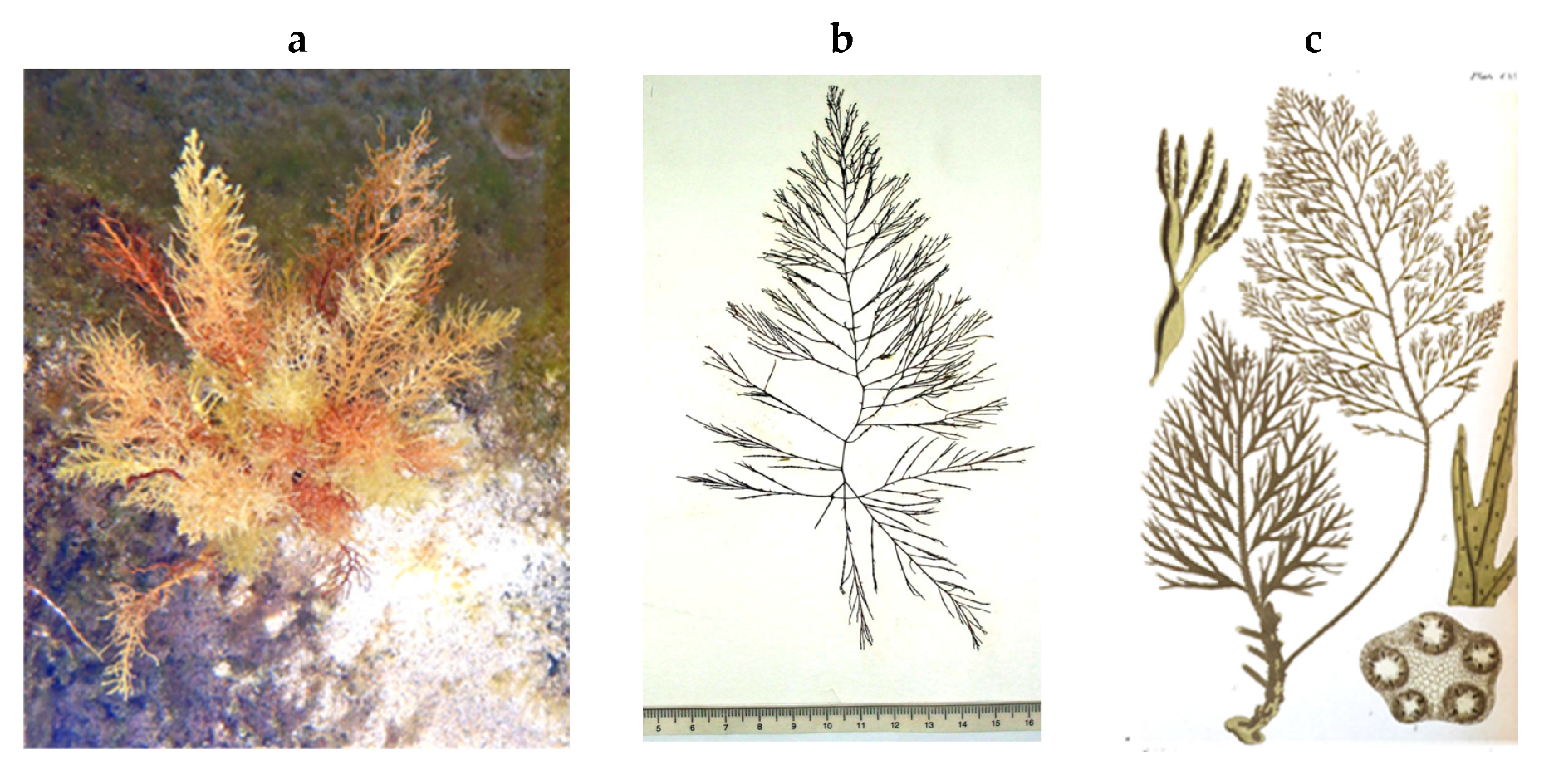 Encyclopedia 05 00176 g060