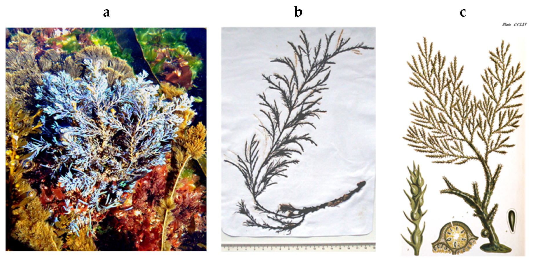 Encyclopedia 05 00176 g062