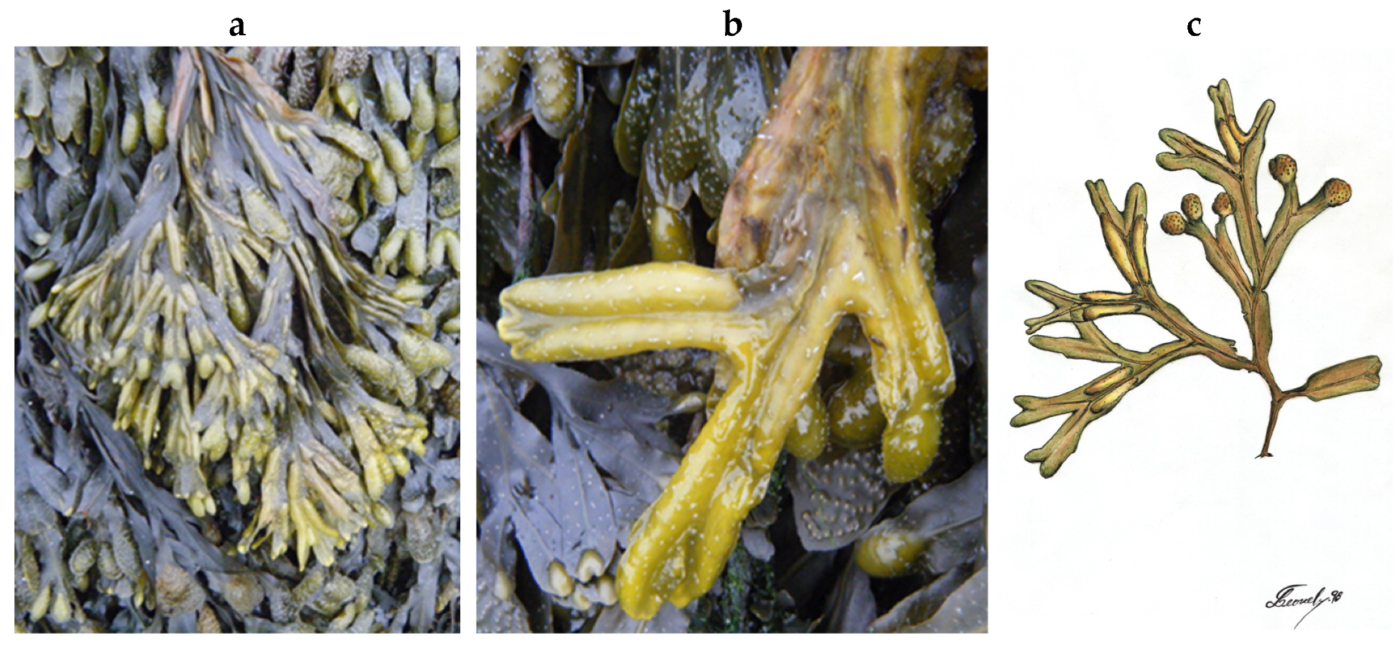 Encyclopedia 05 00176 g063