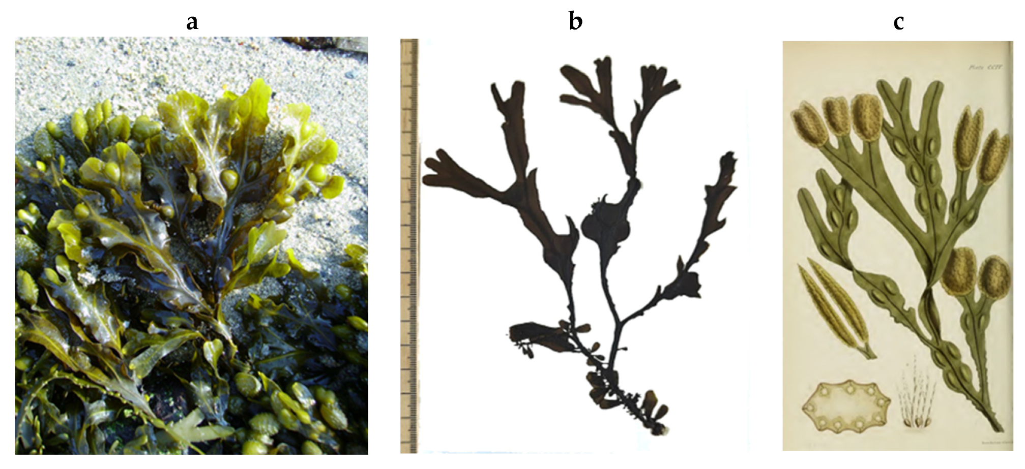 Encyclopedia 05 00176 g066