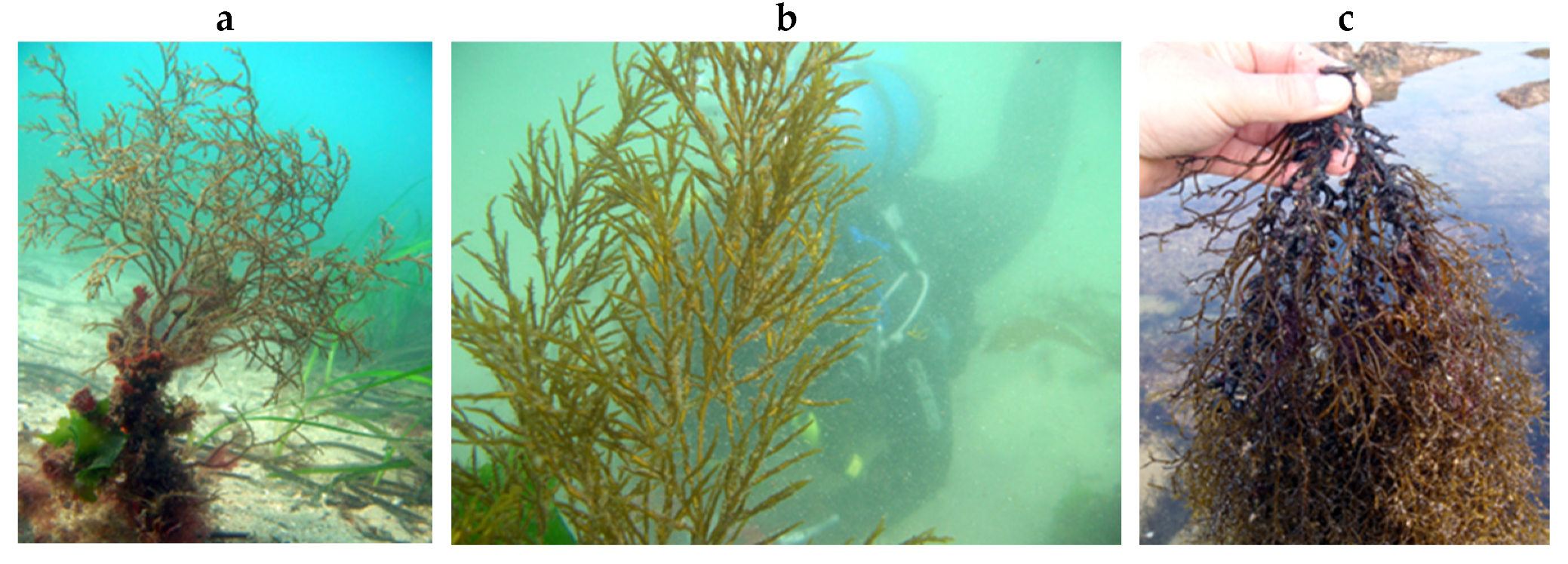 Encyclopedia 05 00176 g068