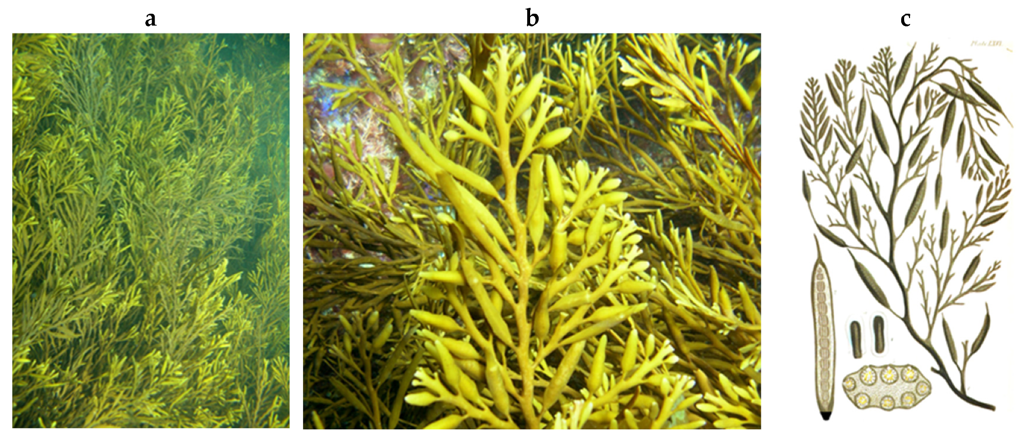 Encyclopedia 05 00176 g070