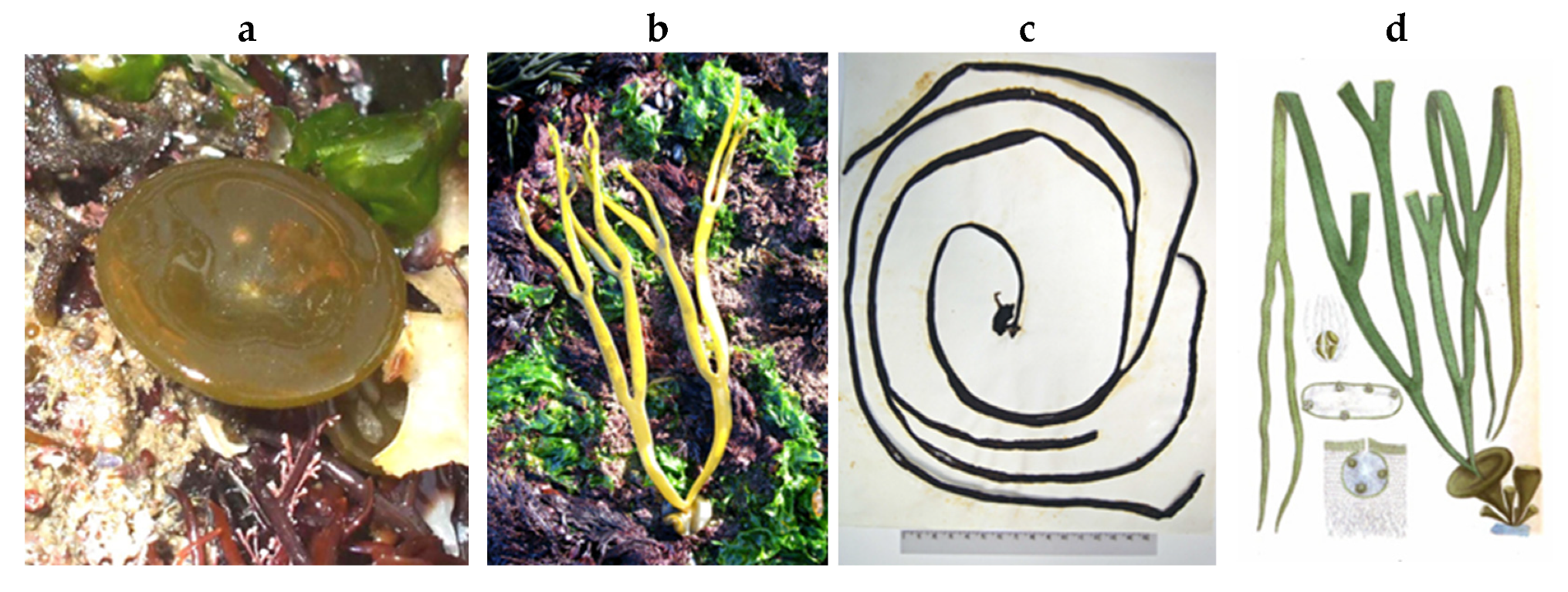 Encyclopedia 05 00176 g071