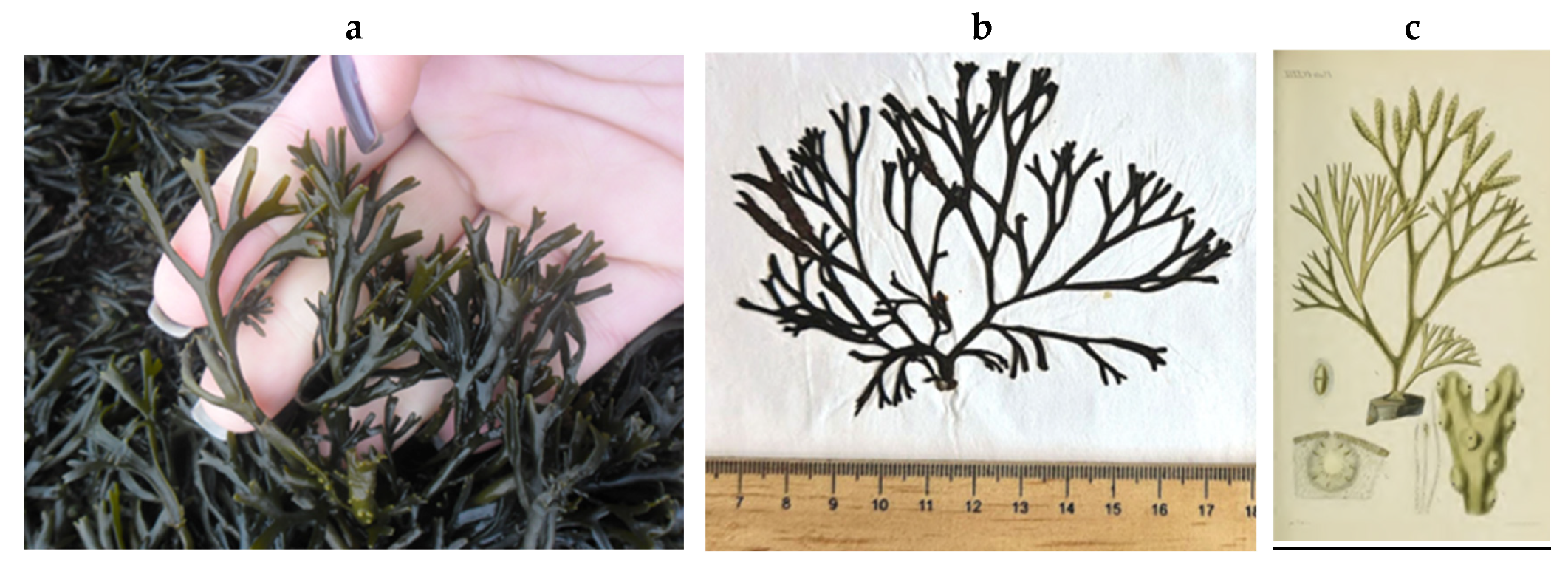 Encyclopedia 05 00176 g072