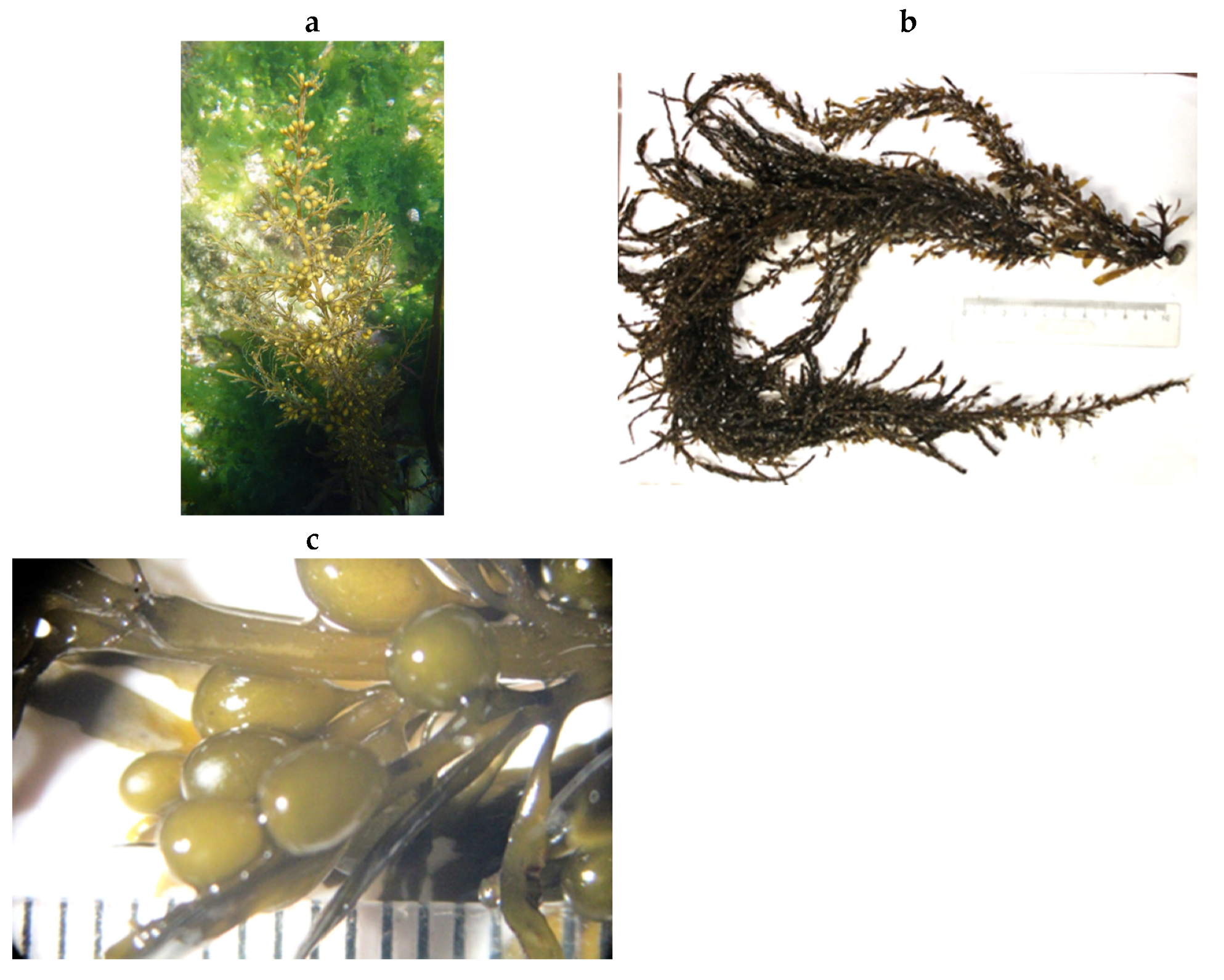 Encyclopedia 05 00176 g073