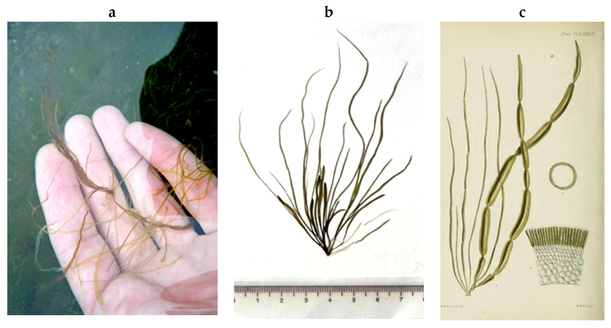 Encyclopedia 05 00176 g074