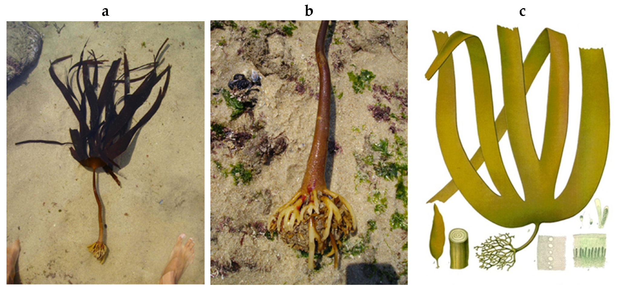 Encyclopedia 05 00176 g075