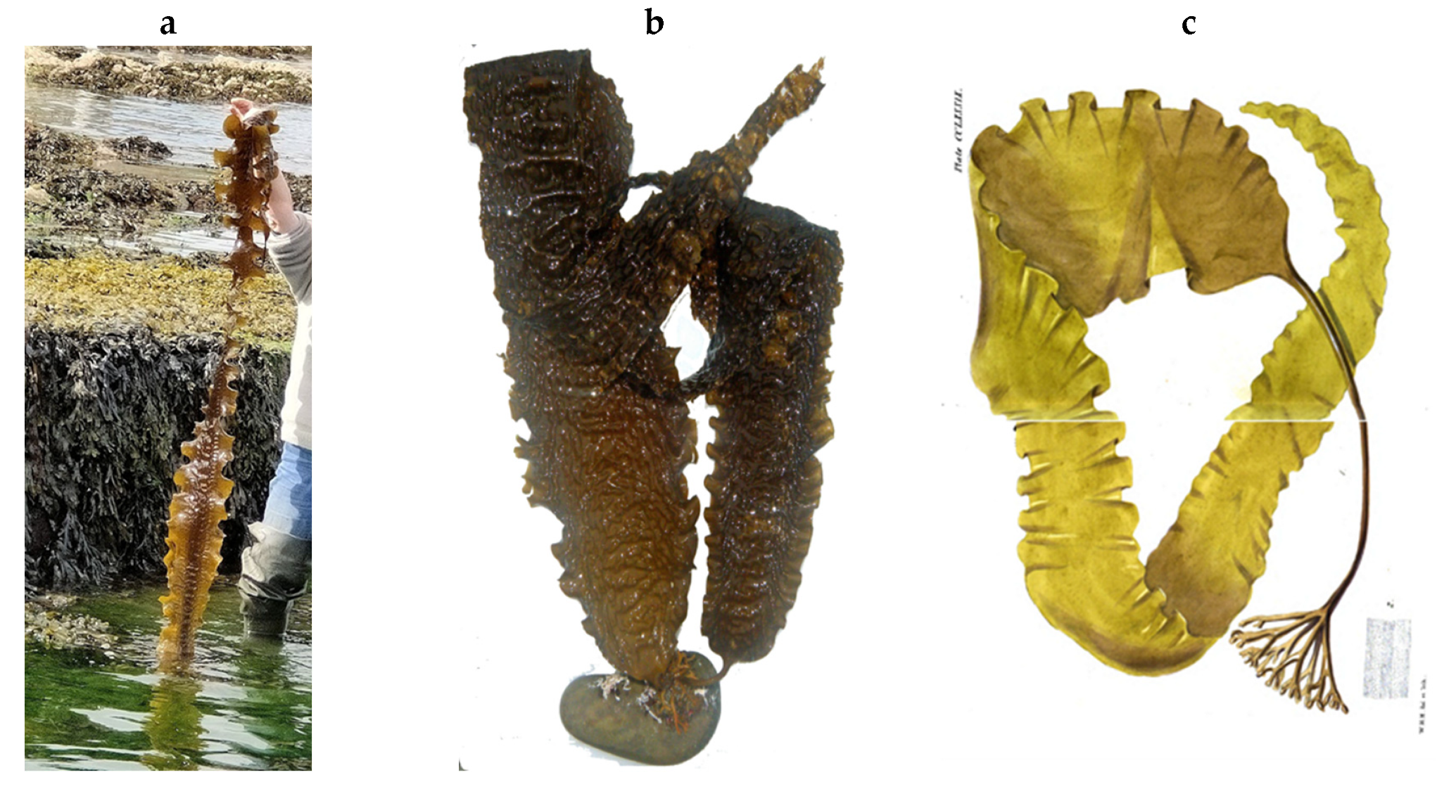 Encyclopedia 05 00176 g077