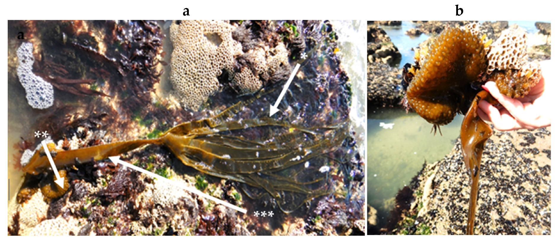 Encyclopedia 05 00176 g078