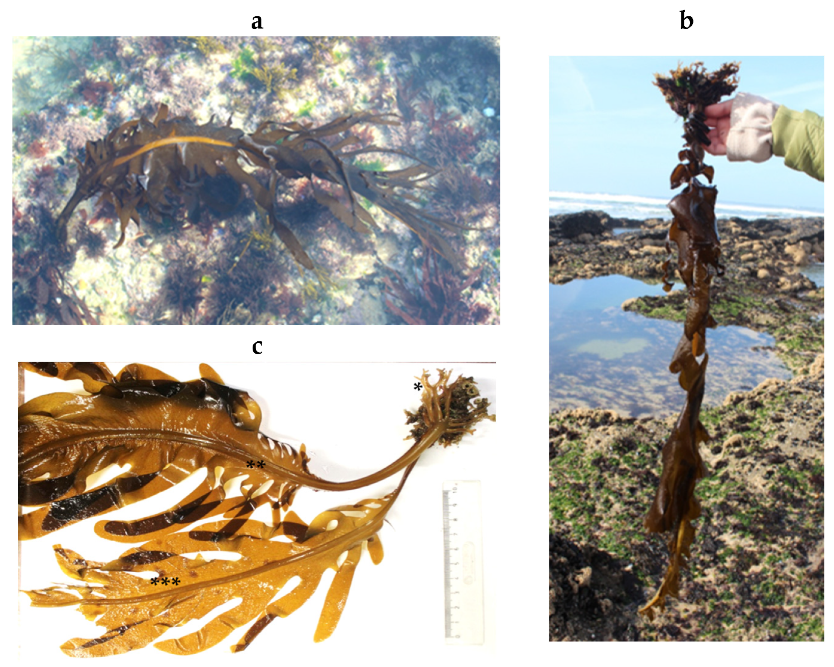 Encyclopedia 05 00176 g079