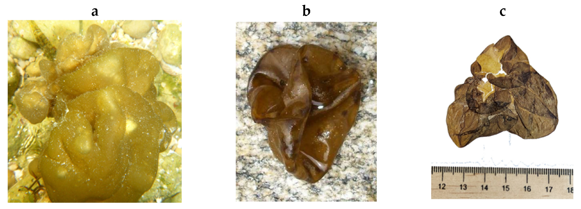 Encyclopedia 05 00176 g080