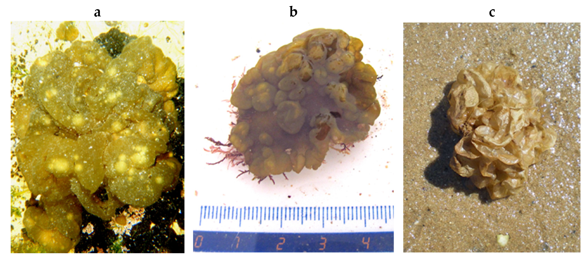 Encyclopedia 05 00176 g081