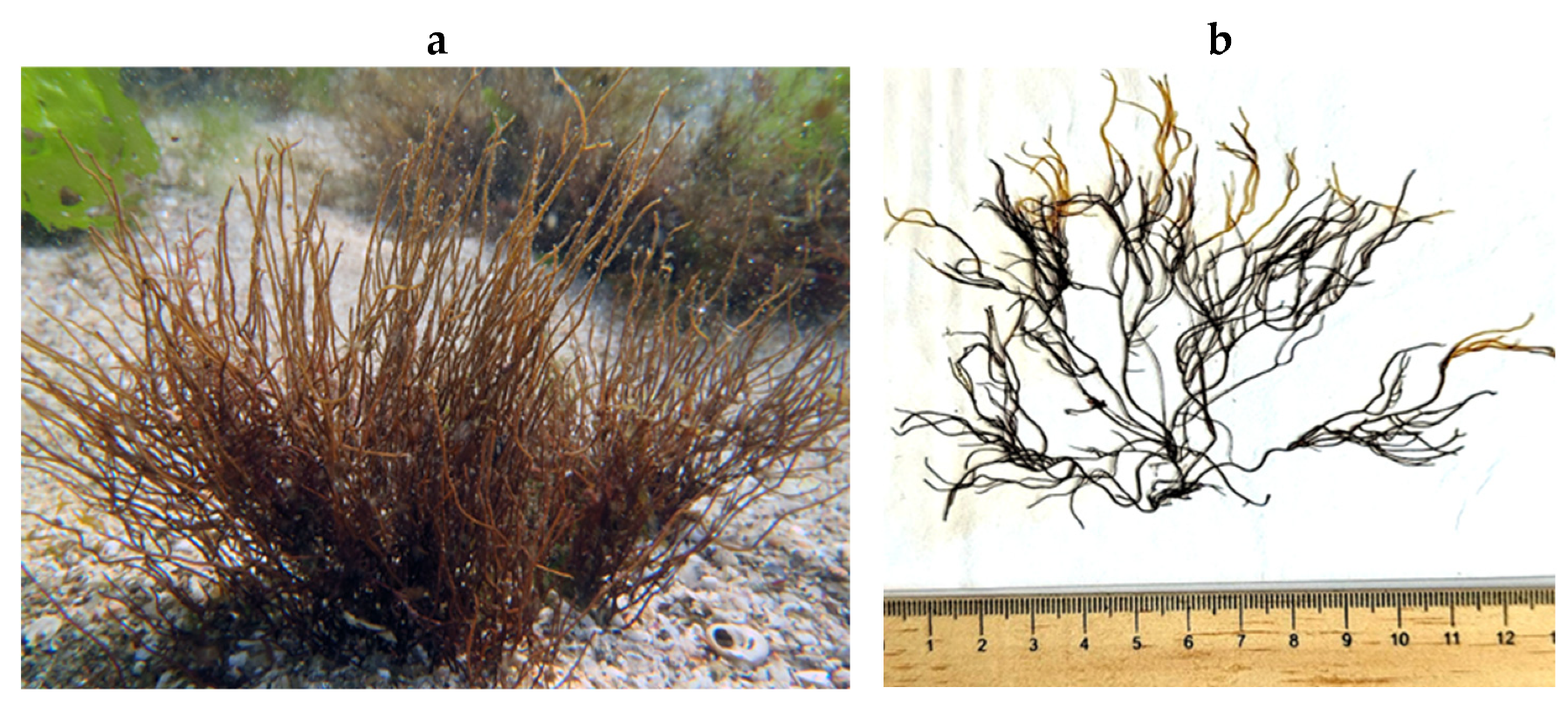 Encyclopedia 05 00176 g083