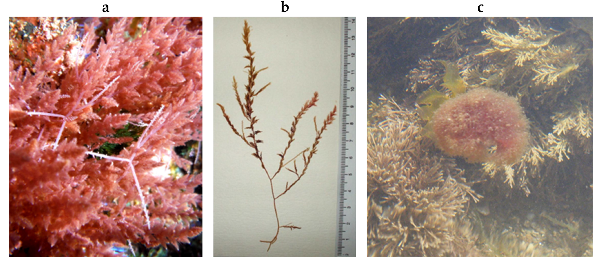 Encyclopedia 05 00176 g085