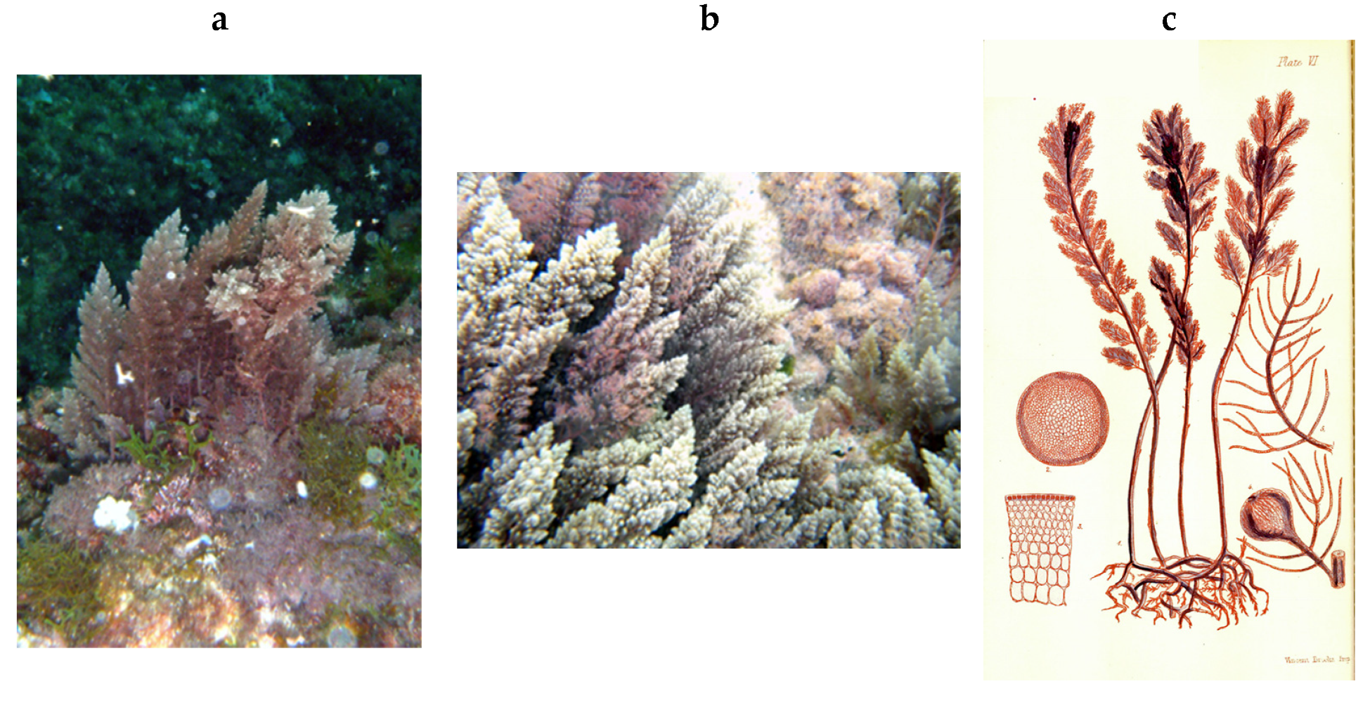 Encyclopedia 05 00176 g086