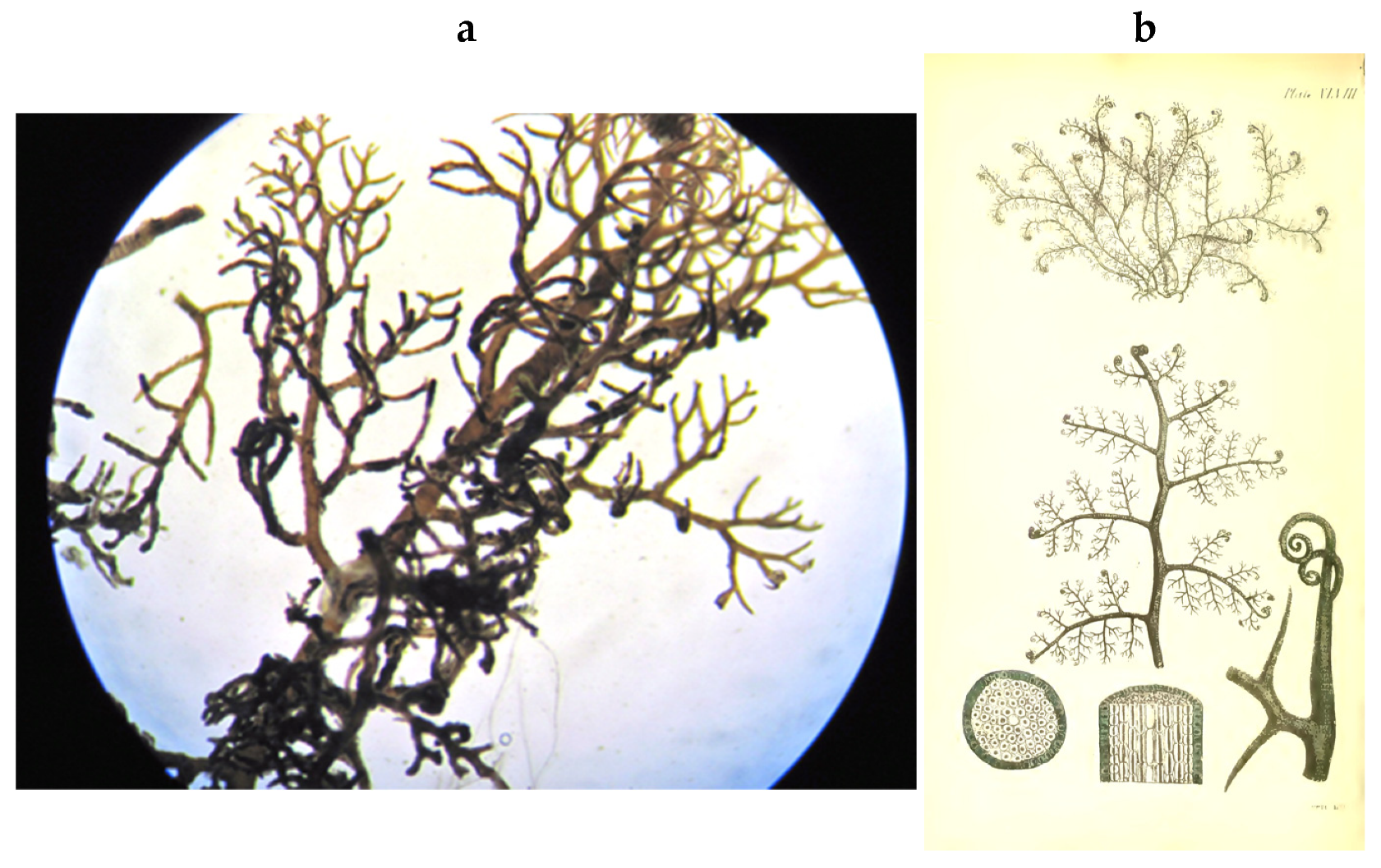 Encyclopedia 05 00176 g088