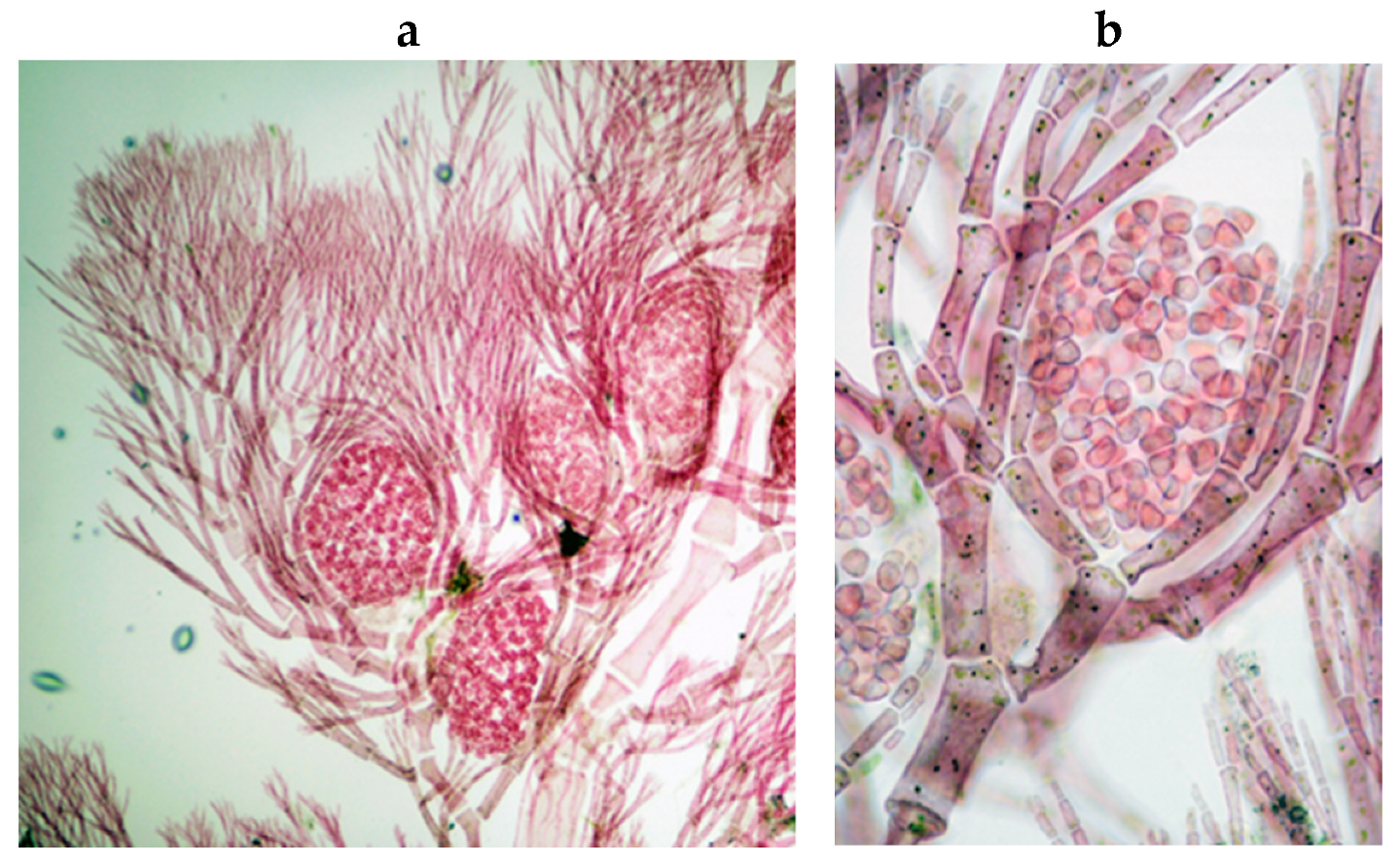Encyclopedia 05 00176 g089