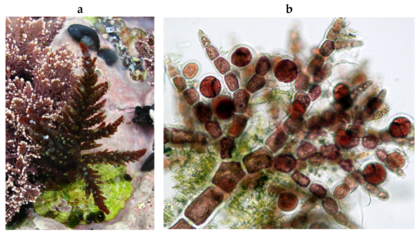 Encyclopedia 05 00176 g090