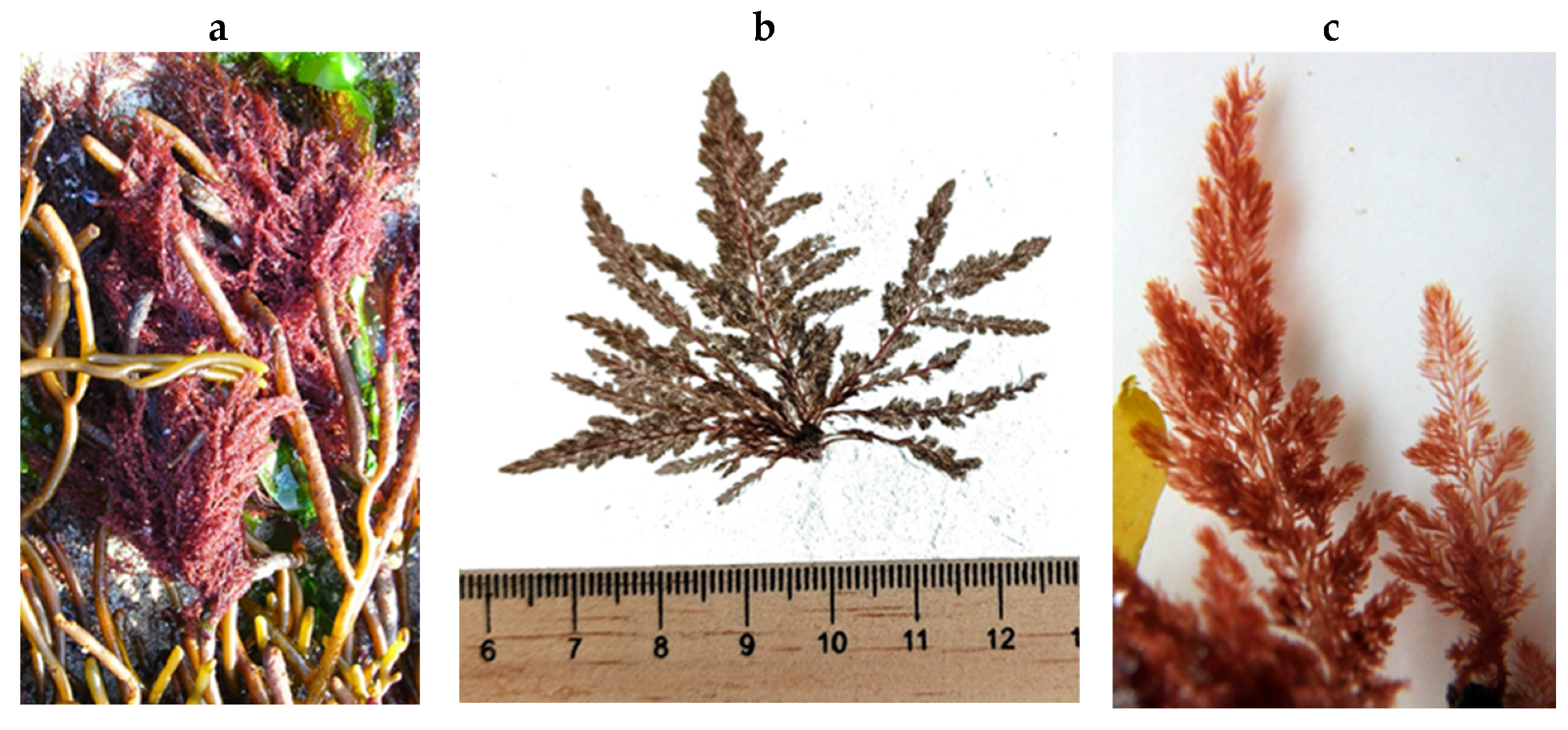 Encyclopedia 05 00176 g091