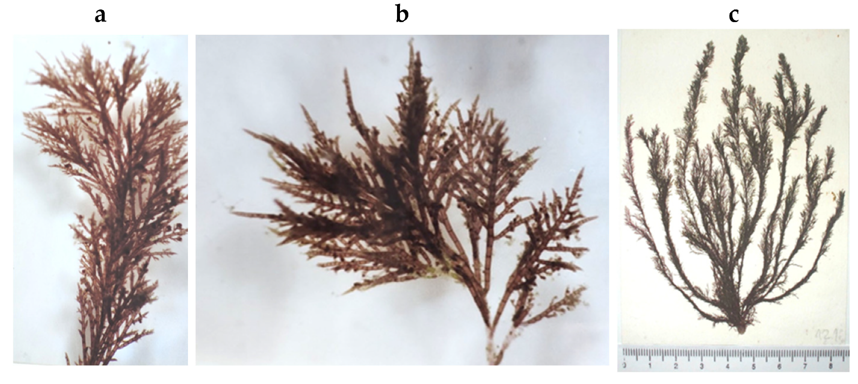 Encyclopedia 05 00176 g092