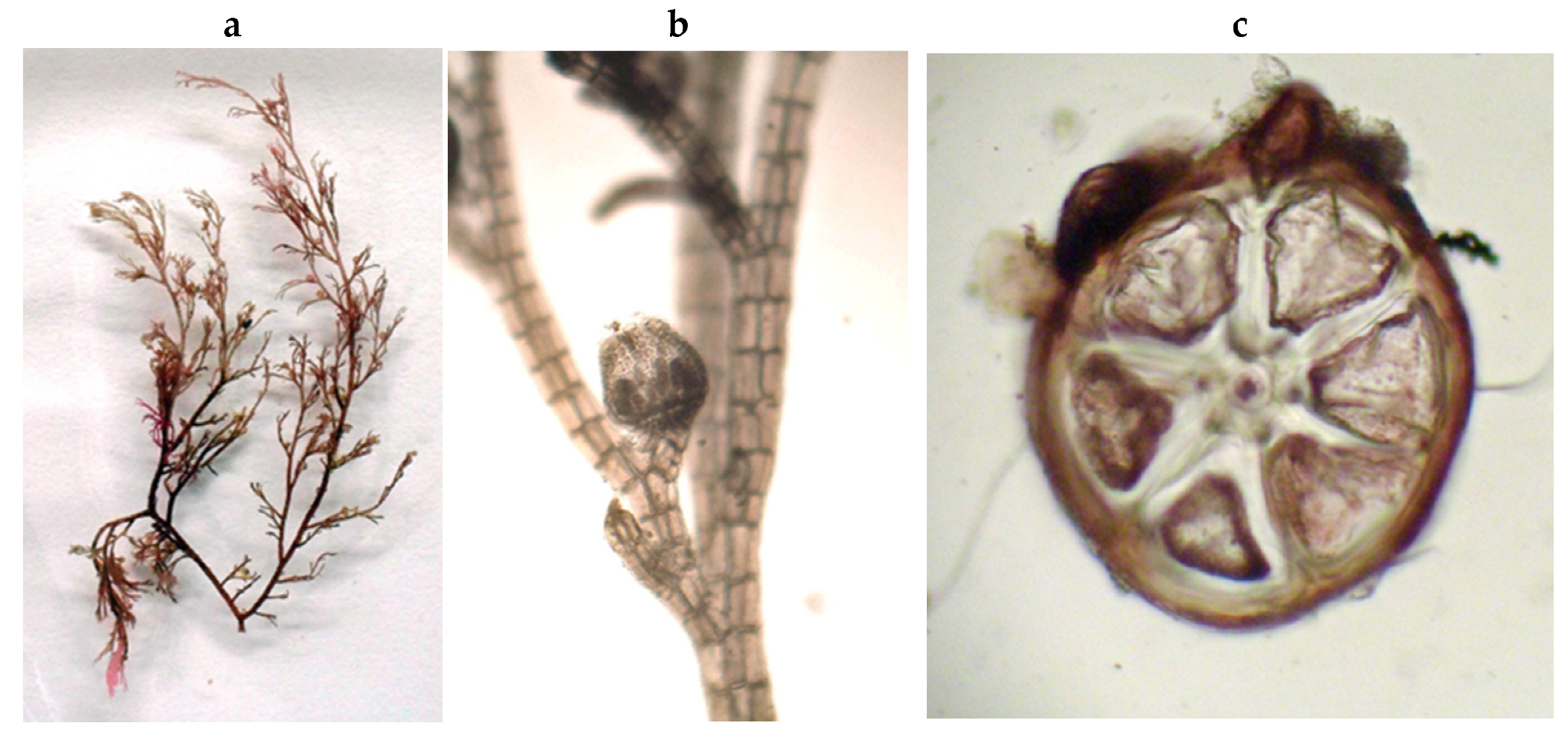 Encyclopedia 05 00176 g093