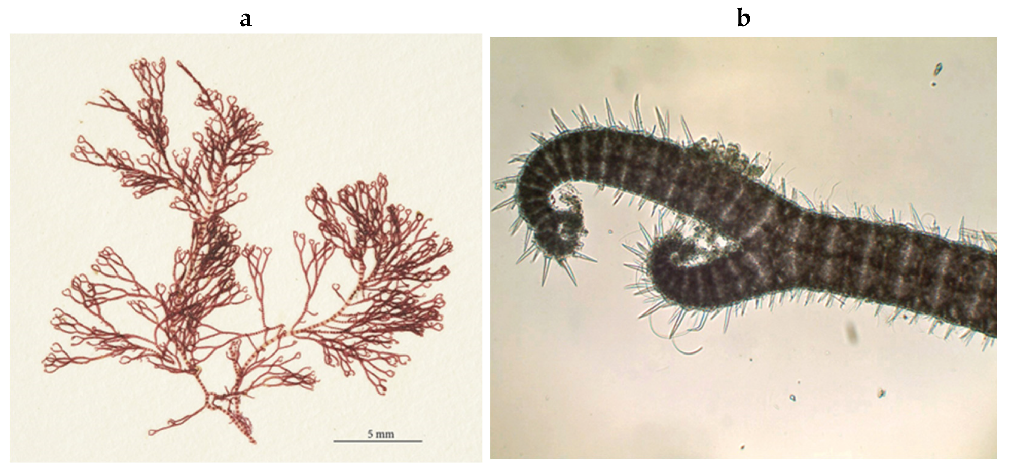 Encyclopedia 05 00176 g095