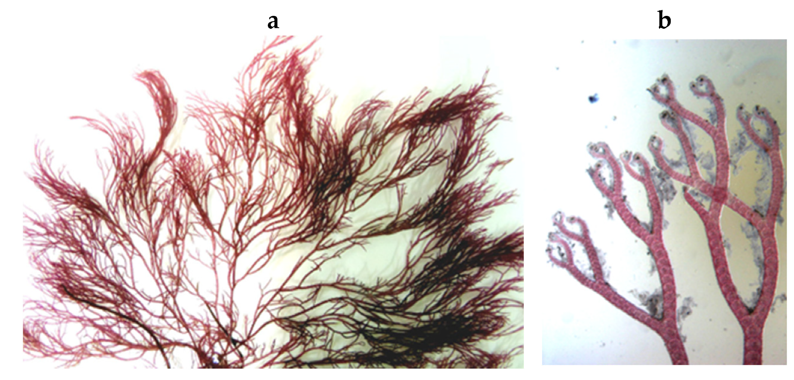 Encyclopedia 05 00176 g096