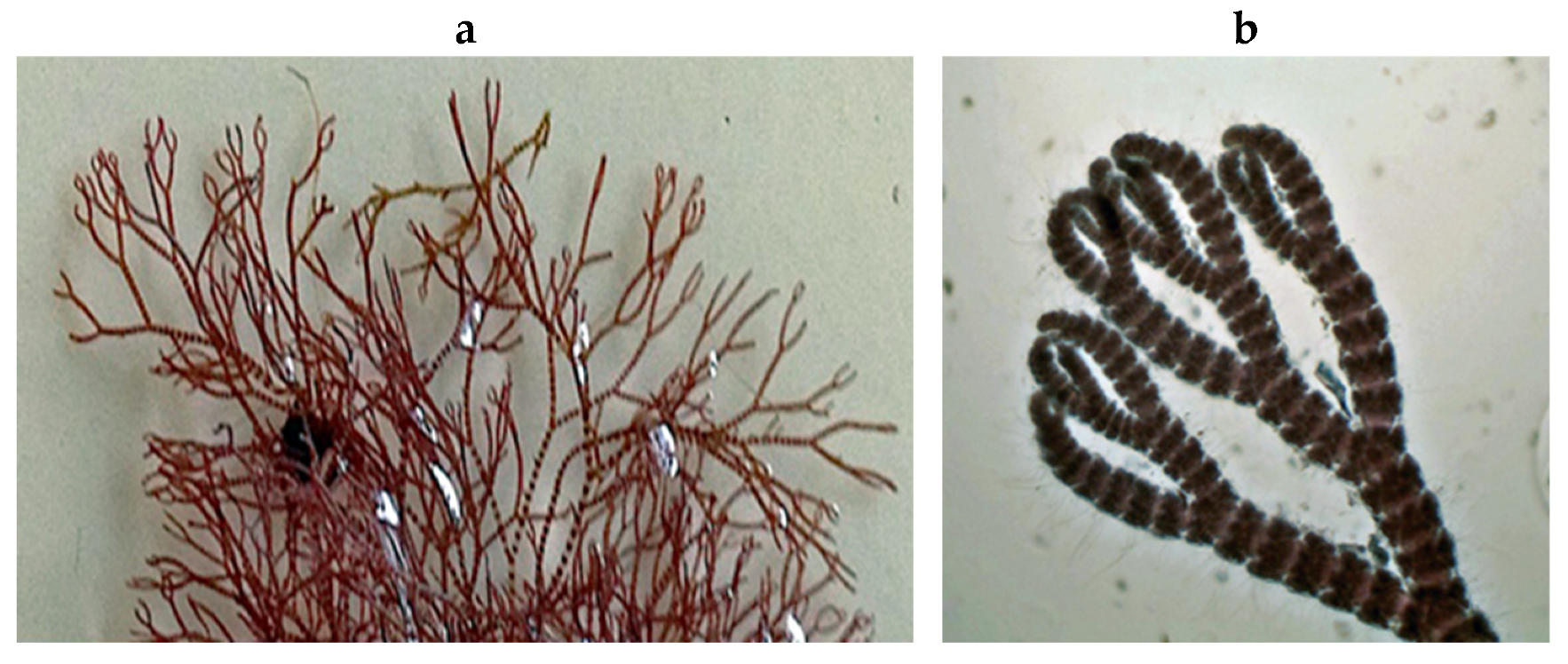 Encyclopedia 05 00176 g097