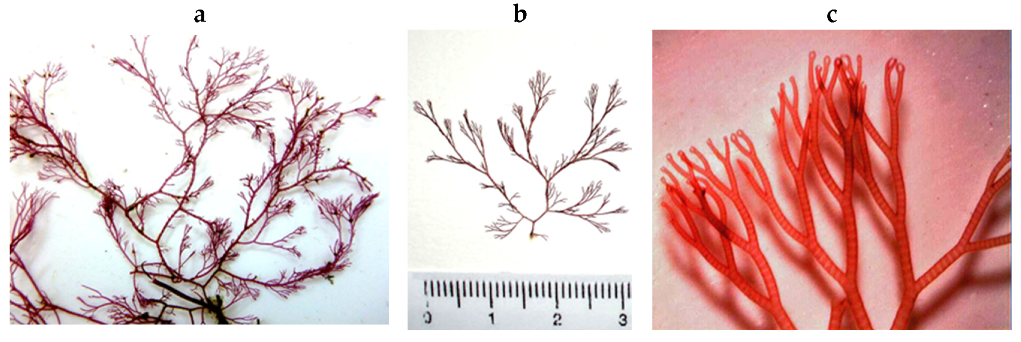 Encyclopedia 05 00176 g098