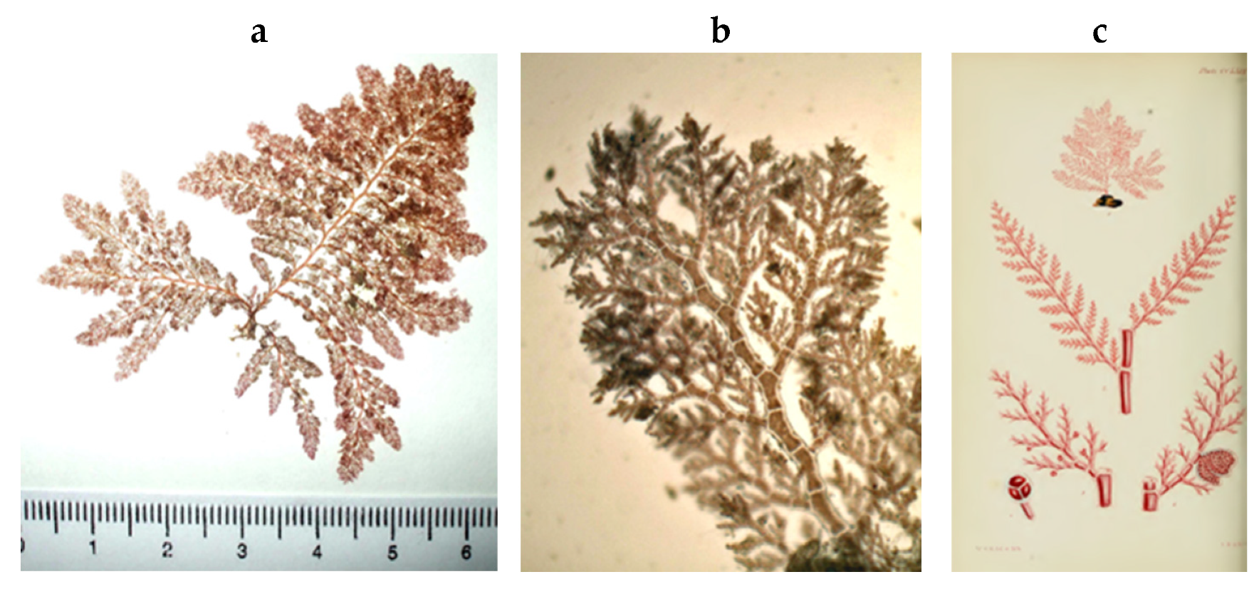 Encyclopedia 05 00176 g099