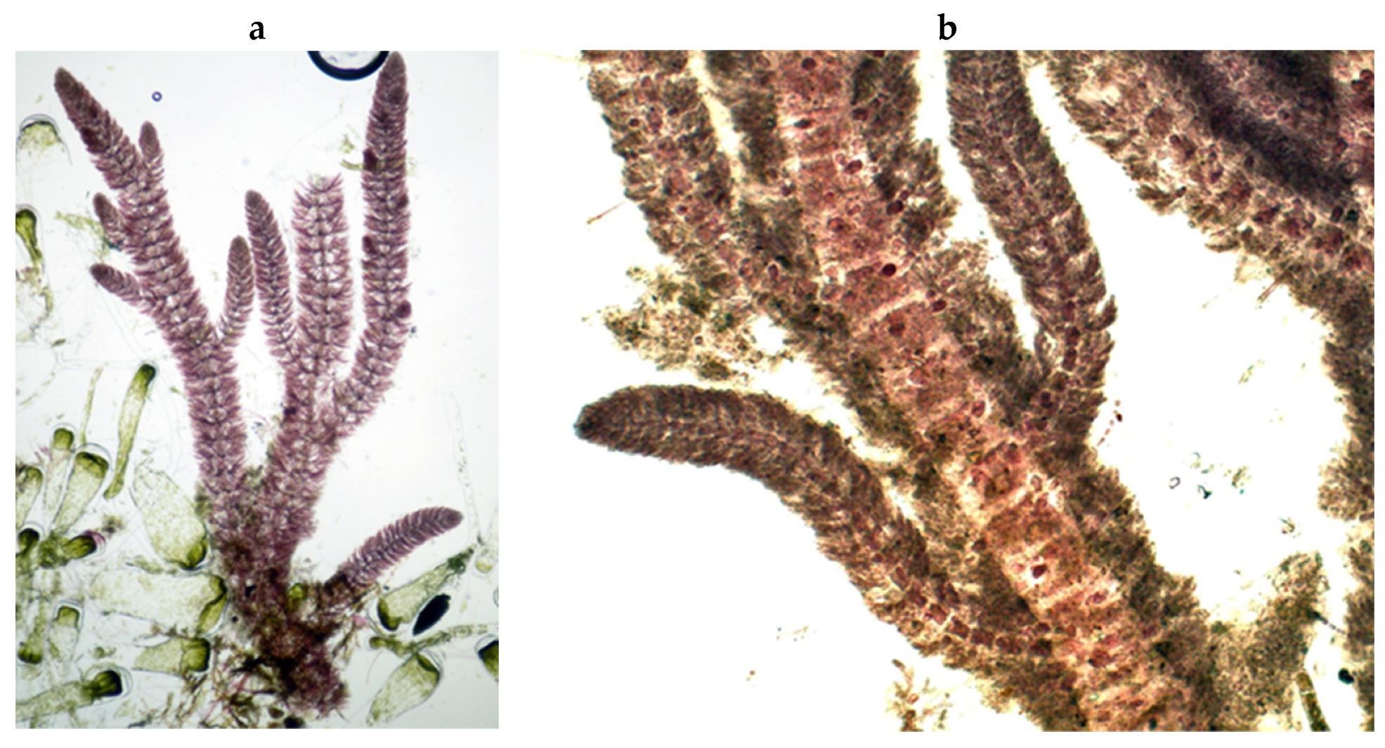 Encyclopedia 05 00176 g100