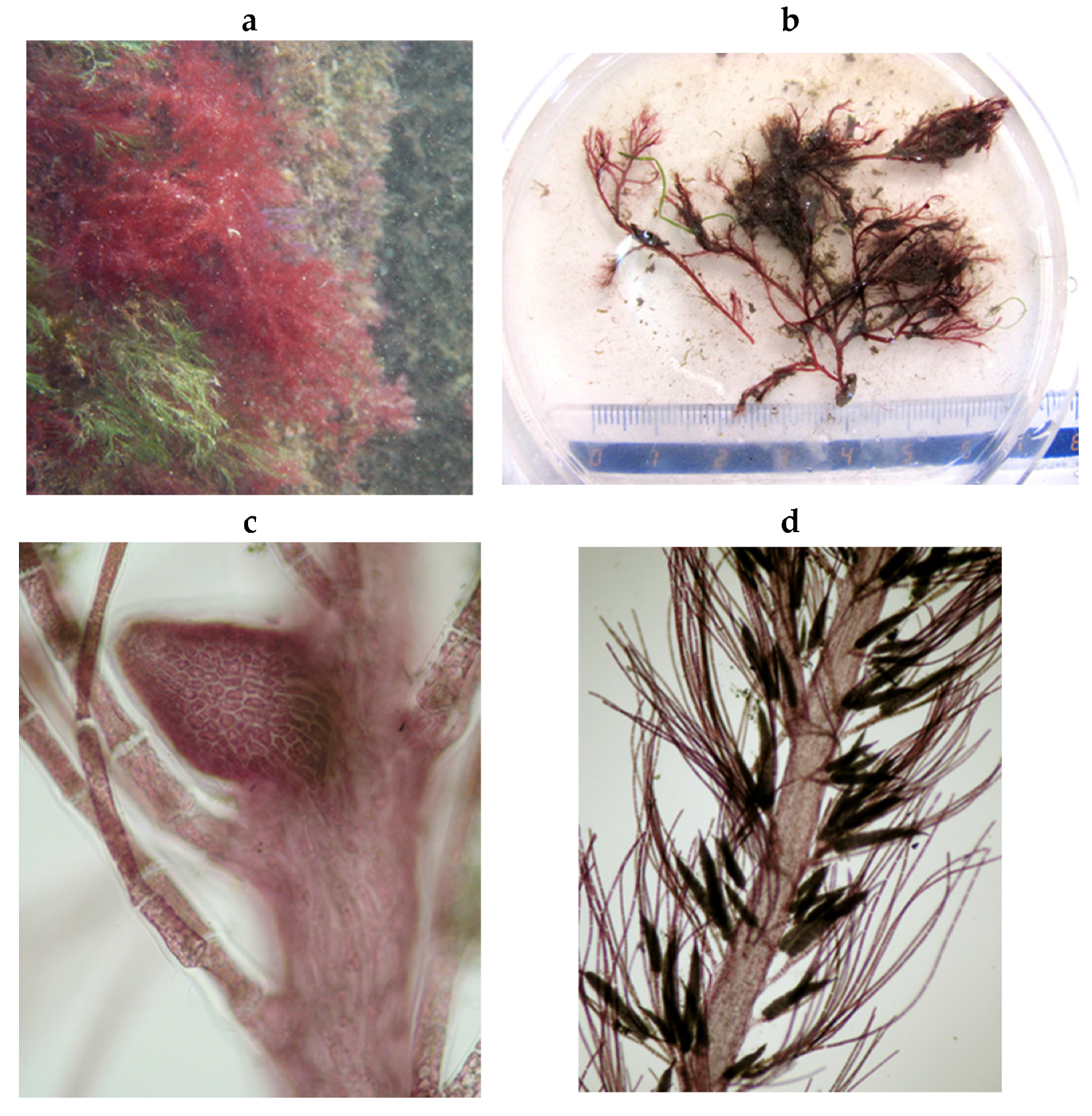 Encyclopedia 05 00176 g102