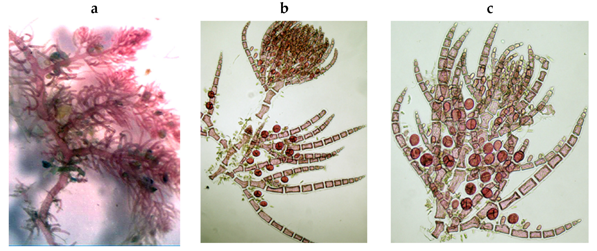 Encyclopedia 05 00176 g104