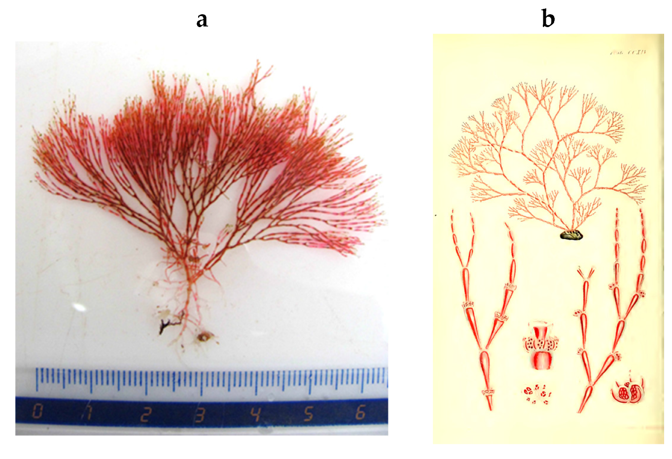 Encyclopedia 05 00176 g105