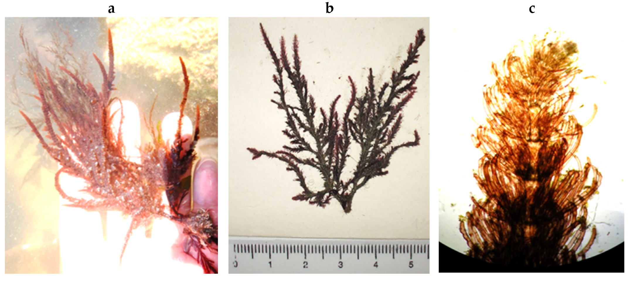 Encyclopedia 05 00176 g106