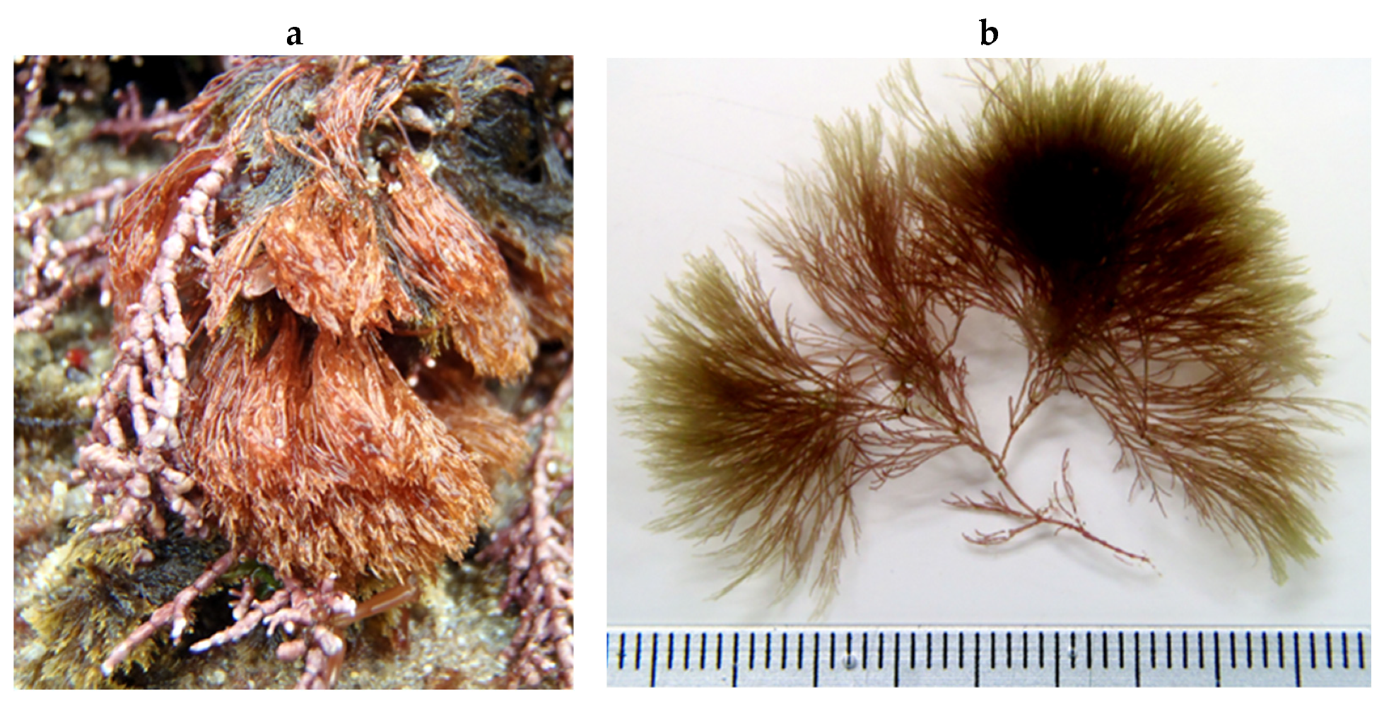 Encyclopedia 05 00176 g107