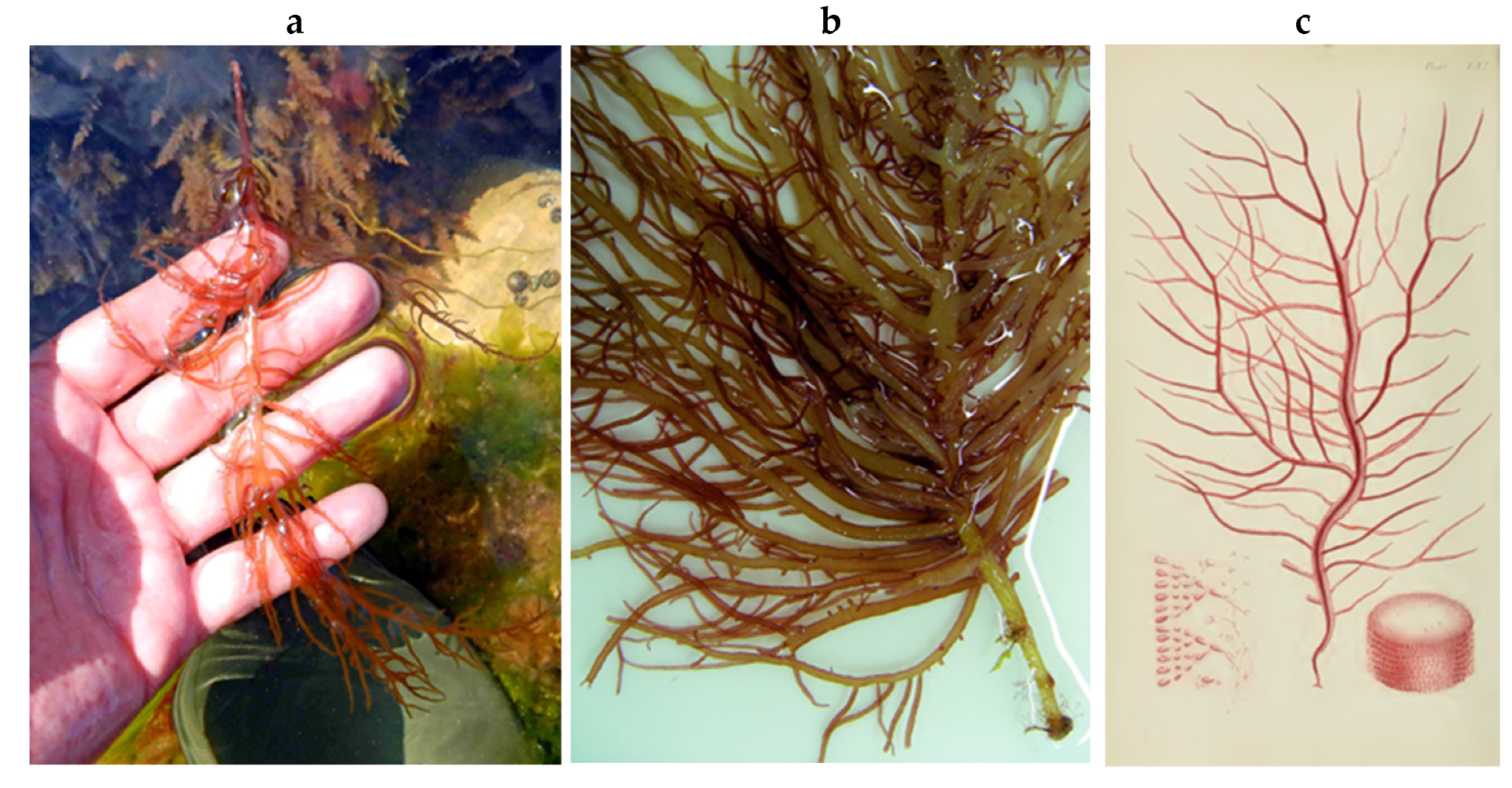 Encyclopedia 05 00176 g108