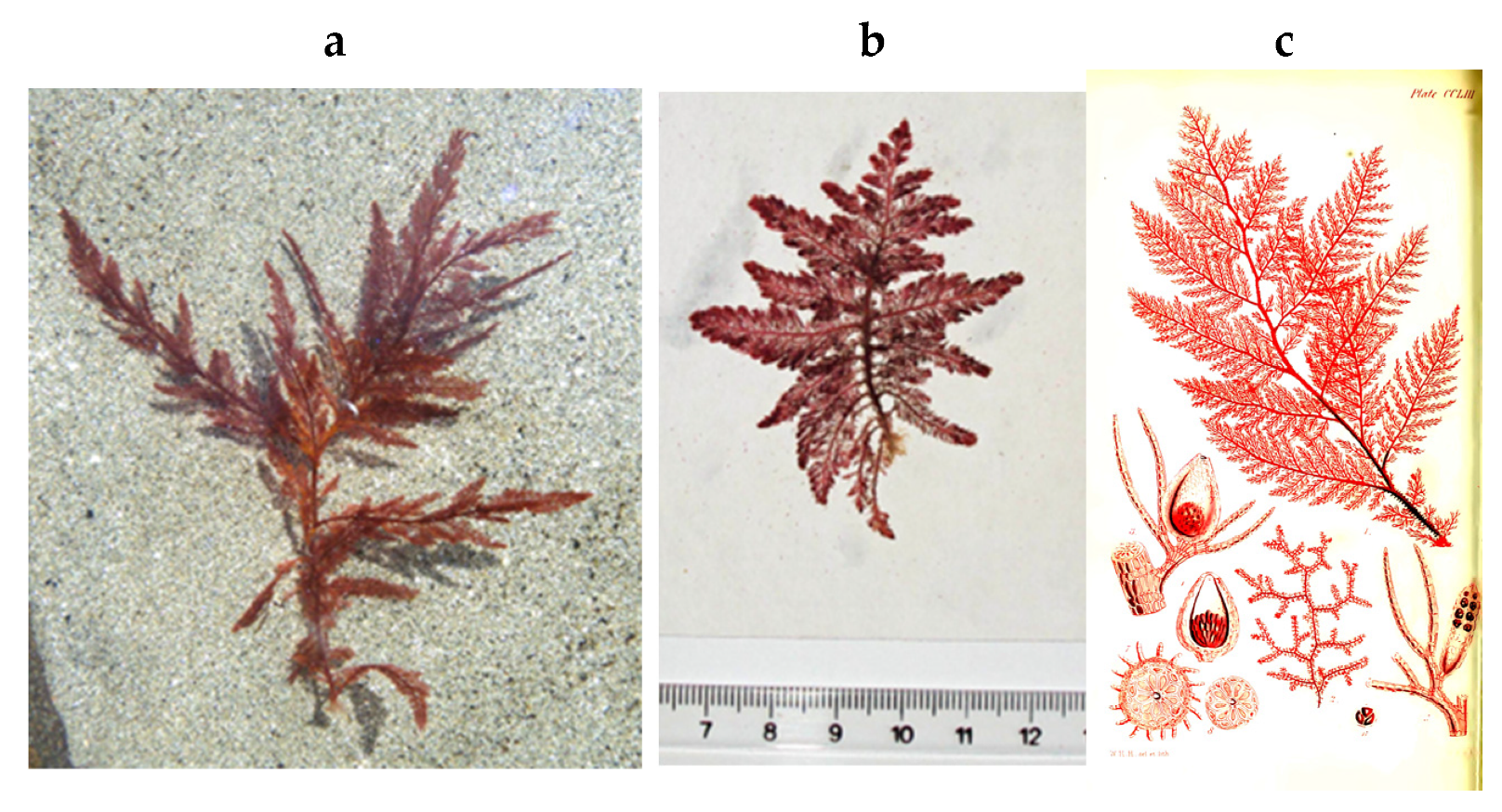 Encyclopedia 05 00176 g109