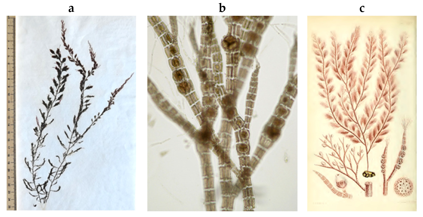 Encyclopedia 05 00176 g110