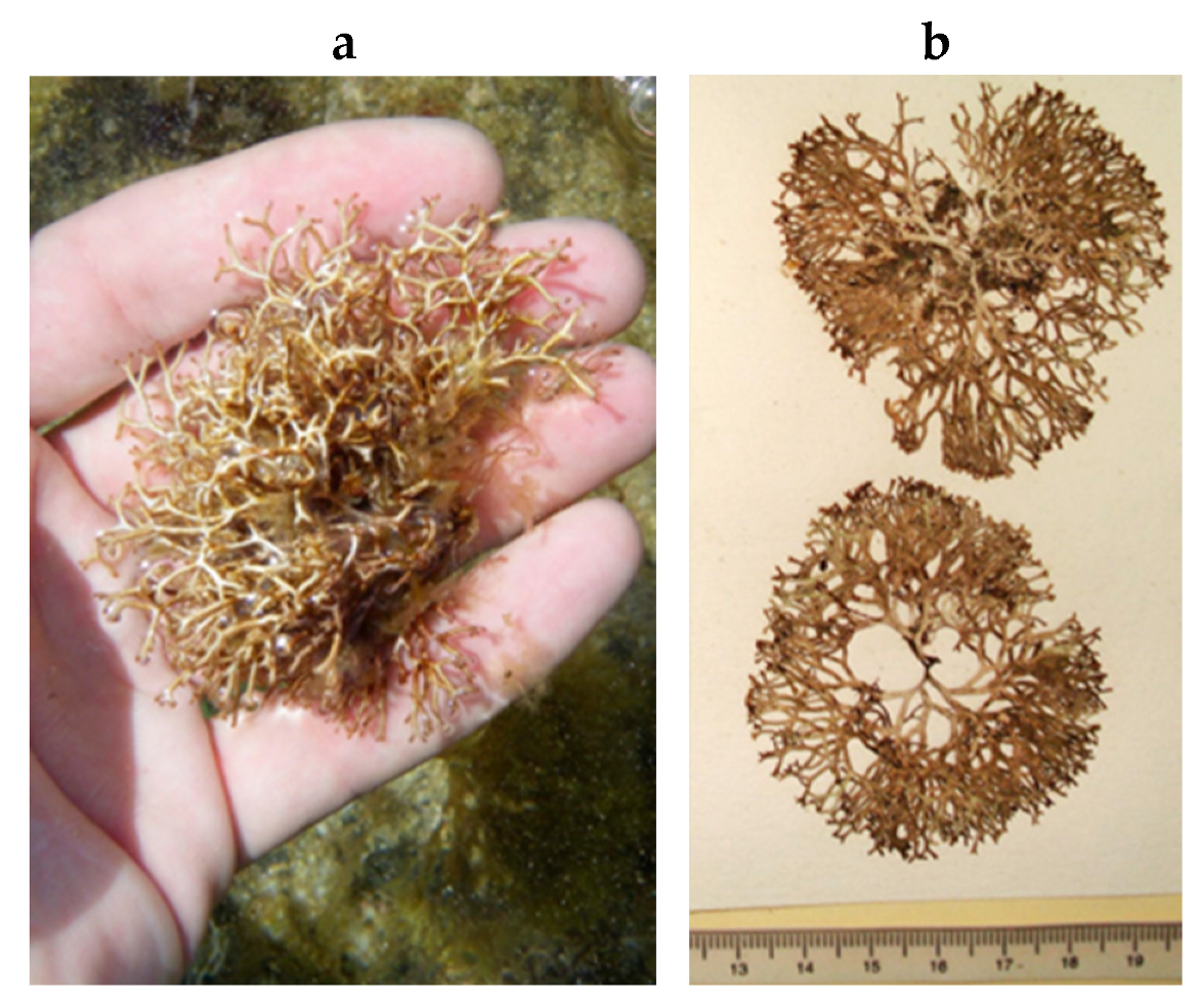 Encyclopedia 05 00176 g111